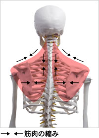 筋肉の縮み